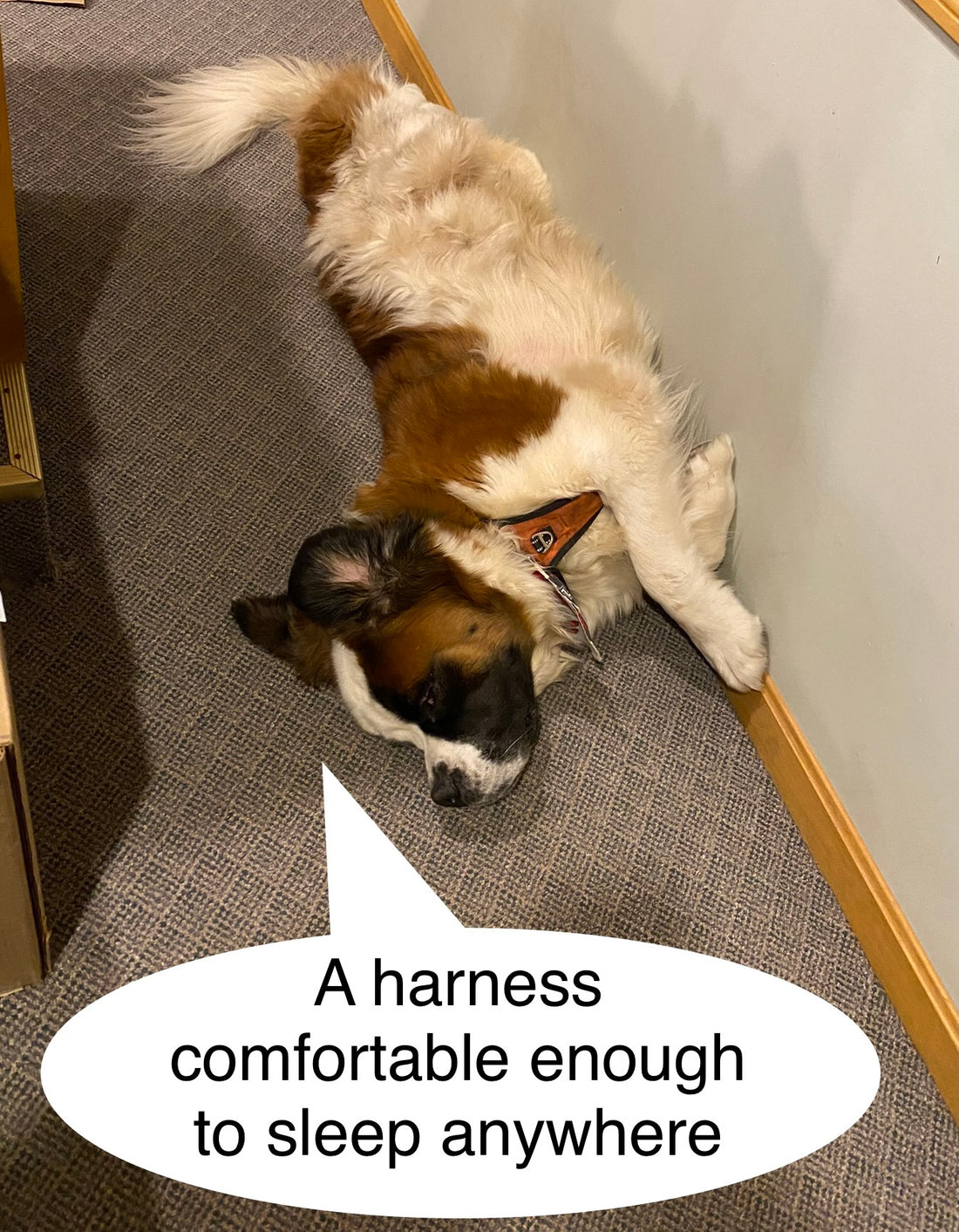 What sets the DogNerd design apart from other, cheaper, harnesses?