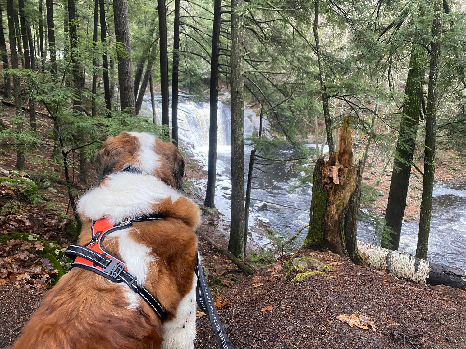 Beaux Watching Waterfall