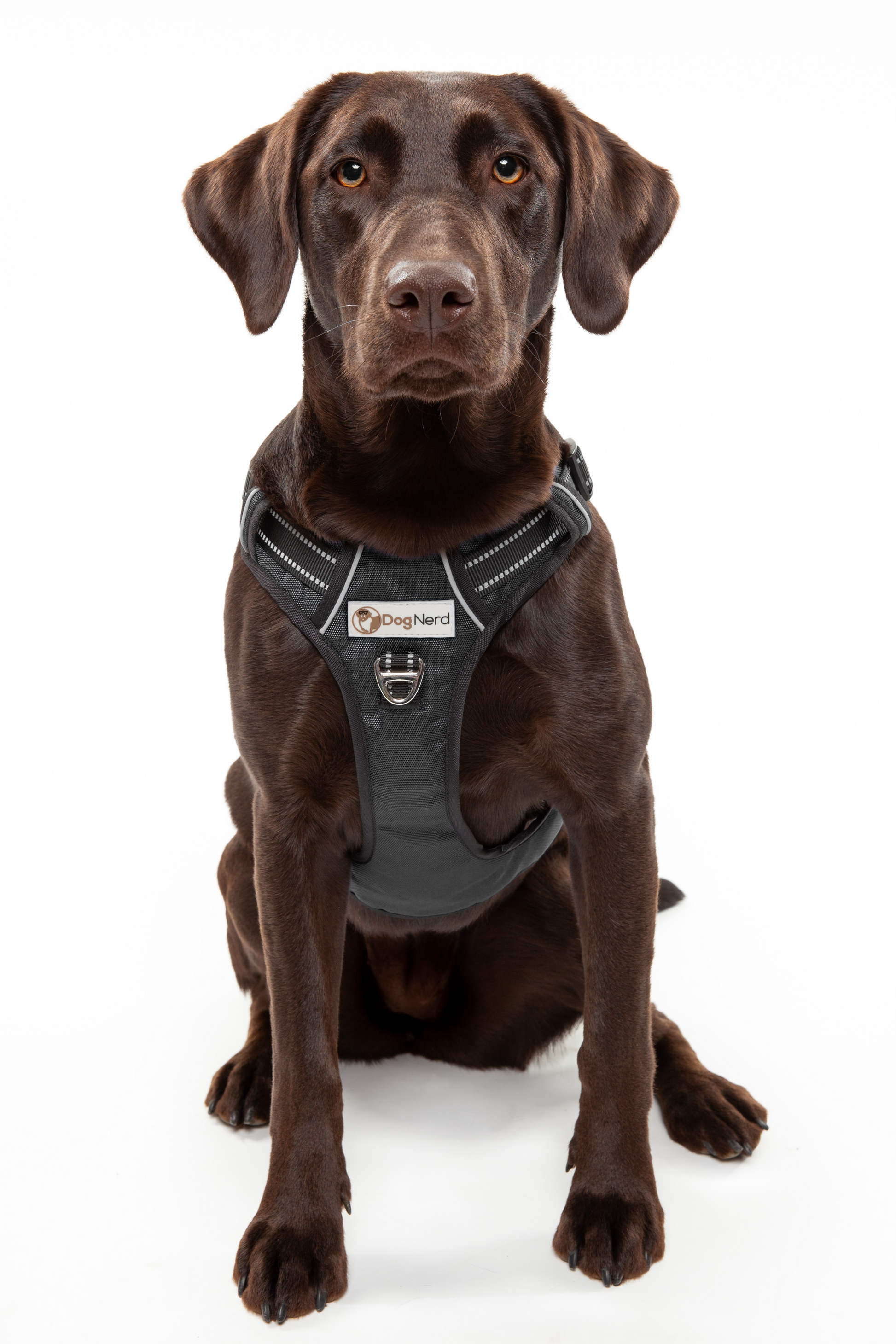 Best no pull harness for doberman hotsell
