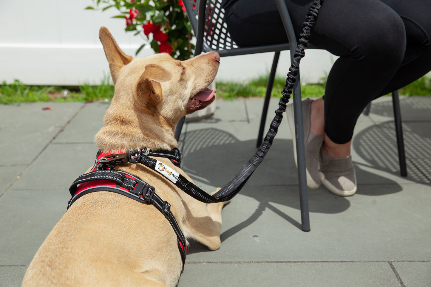 Bungee Leash / Poop-bag Holder / Carabiner Clip Combo